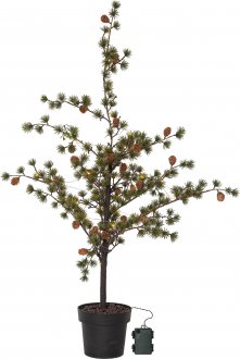 Larix decoration tree